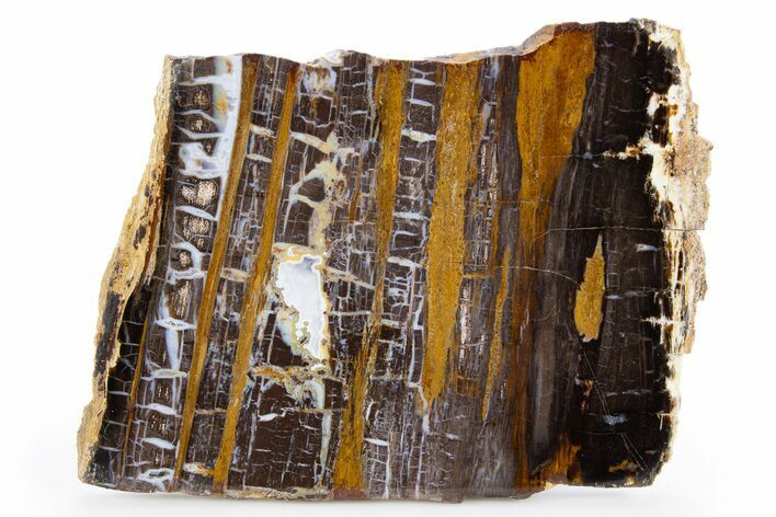 Polished Petrified Shrinkwood Slab - Parker, Colorado #302907